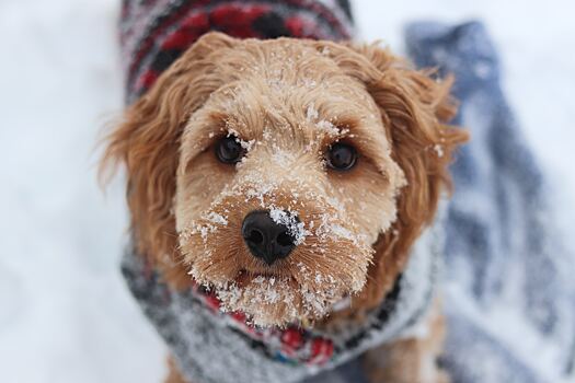 Стало известно, что нельзя делать собаке при прогулке зимой
