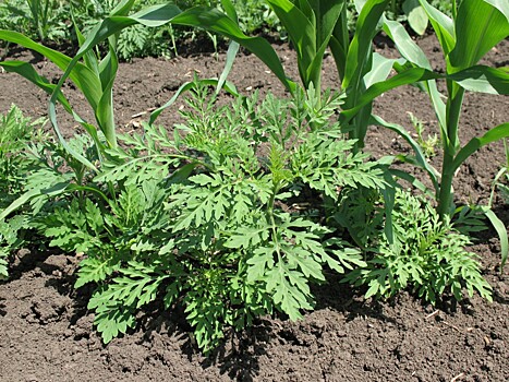 Аграриям угрожает расширение ареала произрастания амброзии