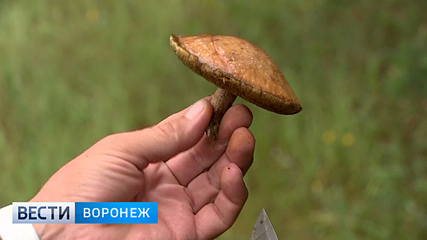 Воронежцам напомнили об опасности отравления грибами