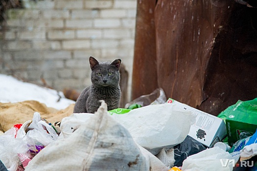 Жители Весёлой балки в Волгограде, утопая в мусоре, ждут нашествия динозавров
