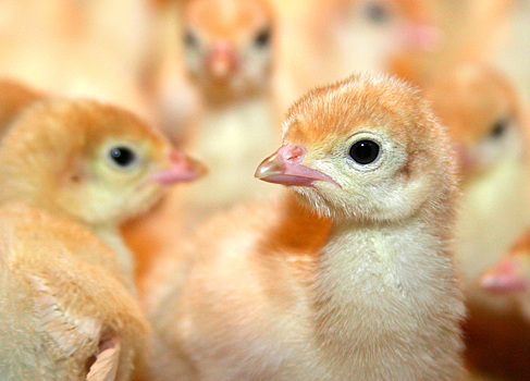 Россиянка устроила курятник в квартире многоэтажного дома