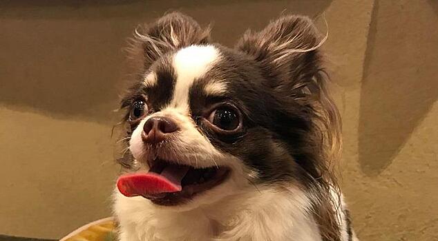 Инстаграм, пиво и пармезан: как живет самая известная ресторанная собака