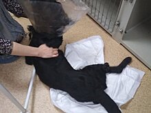 Новокузнецкие зооспасатели попросили взять парализованного после ДТП Тайсона
