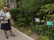 Новый сорт хризантемы «Белая дача» от Никитского сада к вековому юбилею Дома-музея Чехова в Ялте