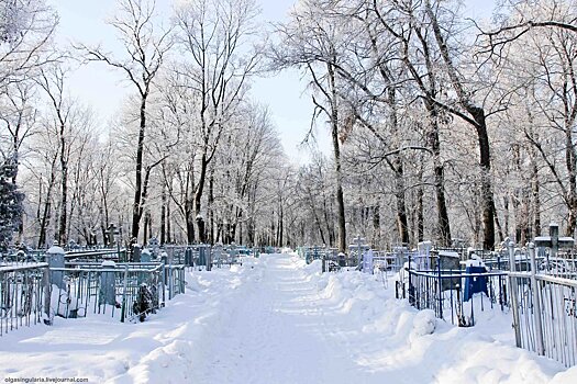 На нижегородских кладбищах спилят сотню аварийных деревьев