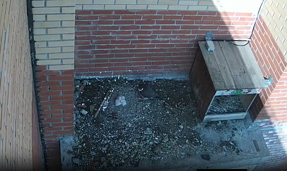 В Новосибирске на крыше дома сапсаны вывели птенцов, жители хотят их переместить