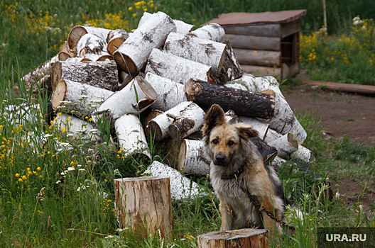 Мэр Львова призвал жителей запасаться дровами
