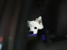 Стало известно, что нужно питомцу для путешествий и перелетов