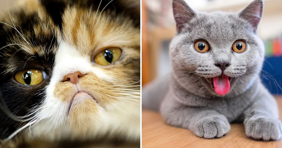 Кошки тоже выражают эмоции с помощью мимики. Просто мы их не замечаем -  Рамблер/новости