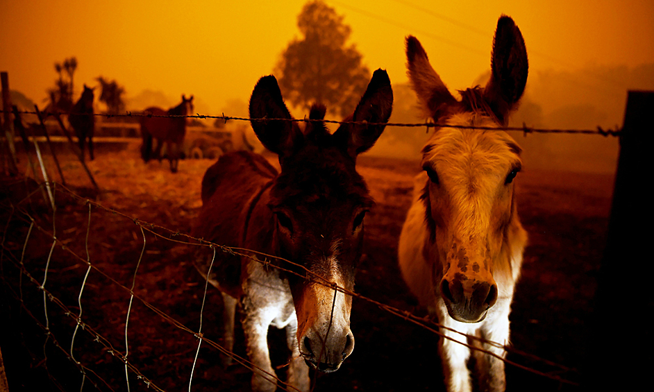 Более миллиарда животных погибли в результате лесных пожаров в Австралии. Об этом сообщают Риа Новости со ссылкой на пресс-службу университета Сиднея. 