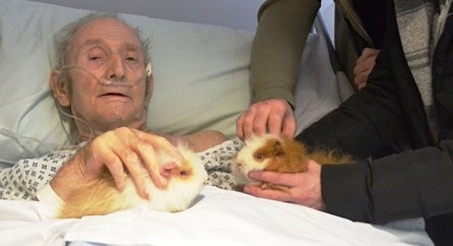 Зря врачи пичкали 93-летнего мужчину огромным количеством лекарств в больнице. Спасти его смогли только морские свинки. Удивительное спасение поразило всех