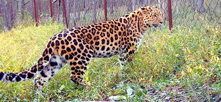 Сотрудники нацпарка «Земля леопарда» сделали сенсационное заявление