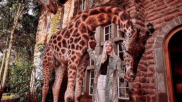 Как туристы в Кении могут позавтракать вместе с жирафом