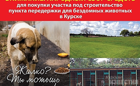 Курские волонтёры объявили сбор на строительство пункта передержки для бездомных животных