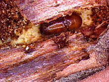 В Томской области более 1 000 гектаров кедровника поражены союзным короедом