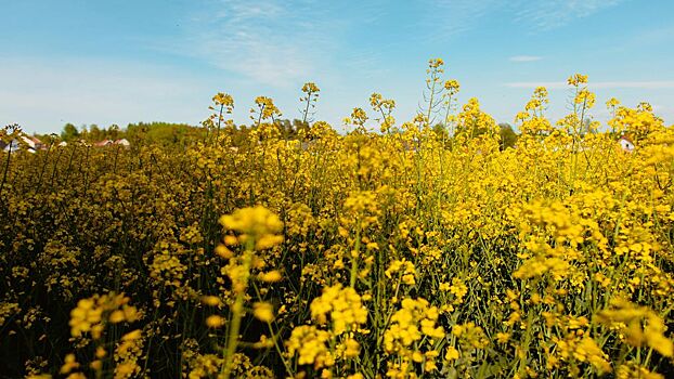 Удмуртия экспортировала в Китай 4000 тонн рапсового масла в 2025 году