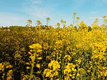 Удмуртия экспортировала в Китай 4000 тонн рапсового масла в 2025 году