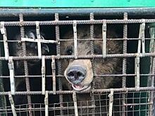 Дикие животные, обнаруженные в Челябинске, находились в ПАЗе трое суток