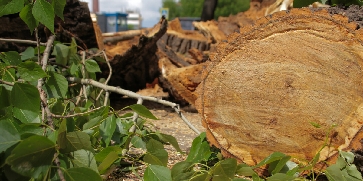 Кто отвечает за вырубку деревьев на придомовой территории?