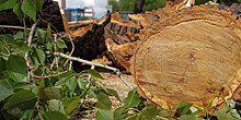 Ураган в Калужской области повалил деревья на палатки с туристами: погибли девочка и мужчина