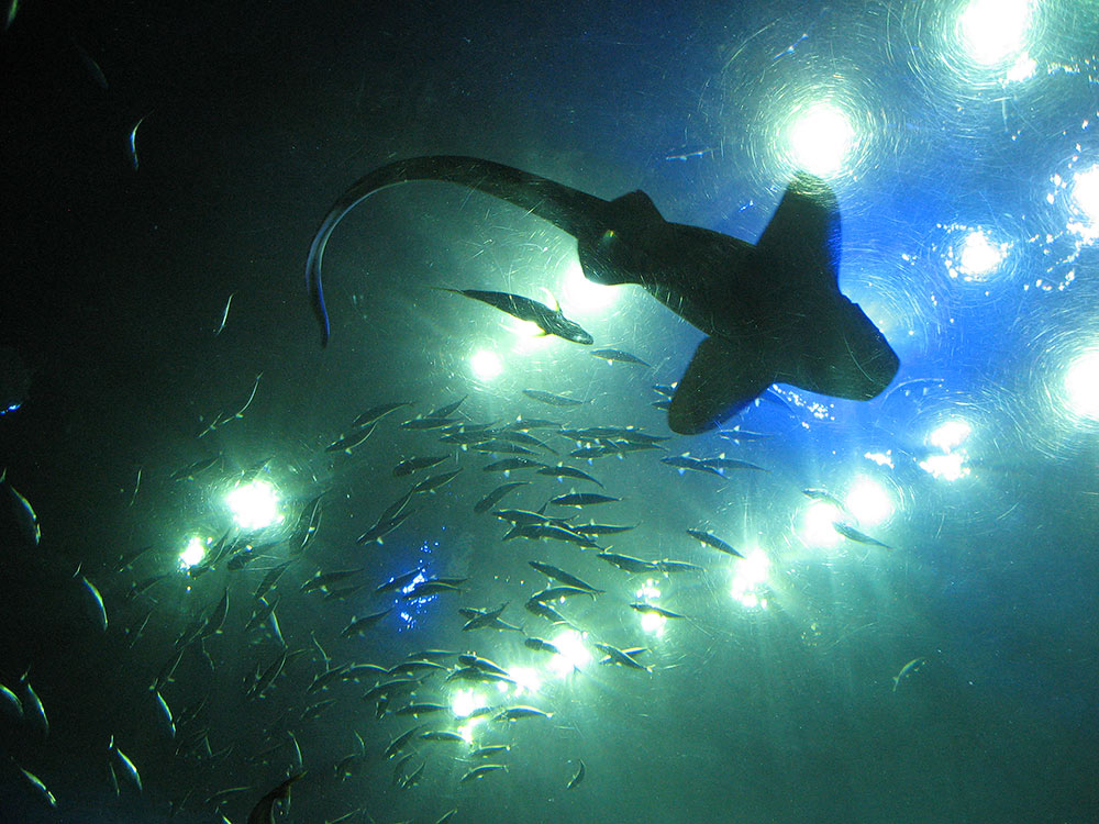 Парк развлечений Ocean Park, Гонконг, Азия