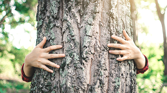 Зачем наши предки обнимали деревья