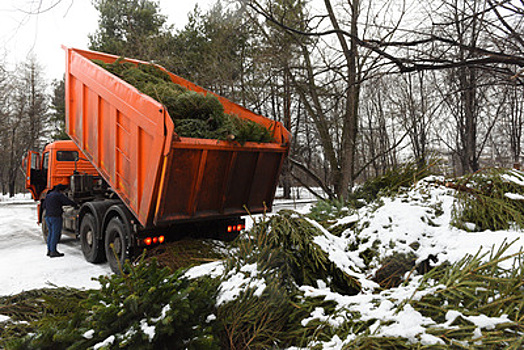 В Подмосковье откроют более 200 пунктов приема елок на переработку