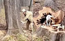 Лесоруб спилил дерево, чтобы спасти застрявшую в нём собаку - видео