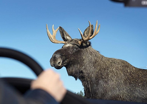 Лось бросился под колеса авто в Новосибирской области – ДТП едва удалось избежать