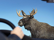 Лось бросился под колеса авто в Новосибирской области – ДТП едва удалось избежать