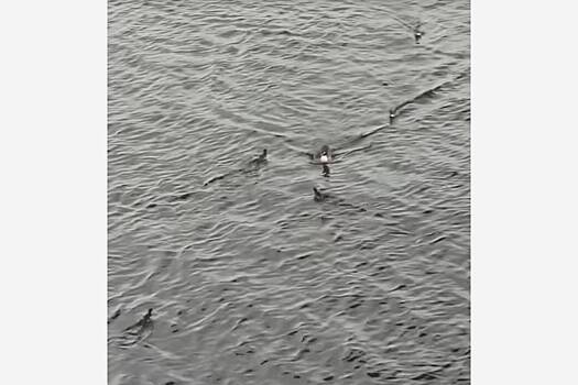 Красноярцы вернули упавших с моста утят маме-утке