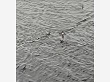 Красноярцы вернули упавших с моста утят маме-утке