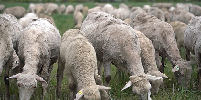 Золотое руно: секретами стрижки овец поделились в Дагестане
