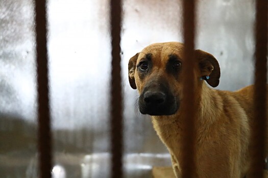 В Астраханской области будет усилен контроль за содержанием бродячих собак в приютах