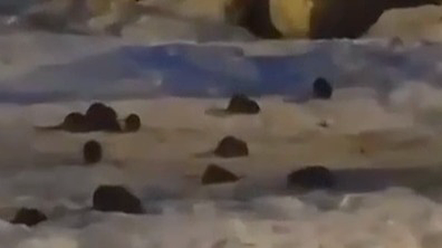 СМИ: гигантские крысы напугали жителей Подмосковья