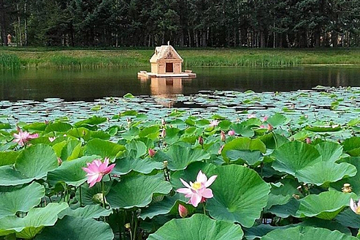 В Приамурье распускаются лотосы, амурчан приглашают посмотреть на цветы