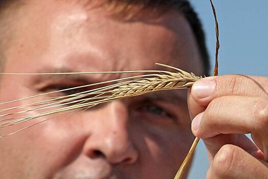 В России начал меняться климат, который влияет на урожай зерновых