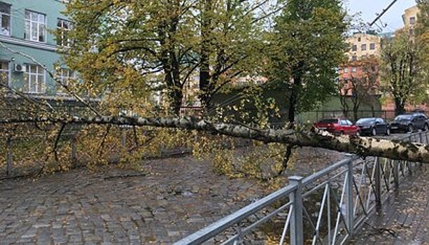 Упавшее дерево перегородило дорогу на ул. Комсомольской