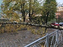 Упавшее дерево перегородило дорогу на ул. Комсомольской