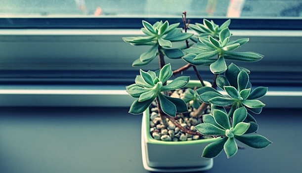 Ученые выяснили, какие растения снижают стресс в офисе