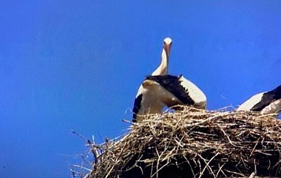 Пернатый талисман: символ жизни встречает полвека гостей и жителей донской Казанки