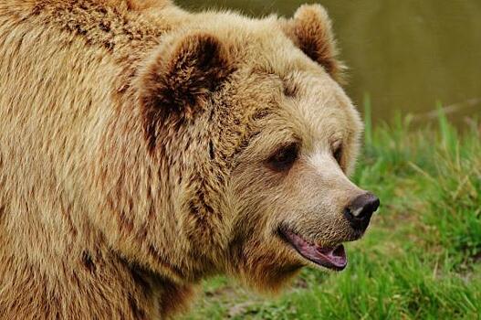 В республике Коми будут убиты три медведя