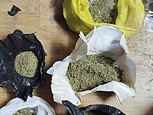 Россиянин вырастил коноплю в поле и наладил производство марихуаны в гараже