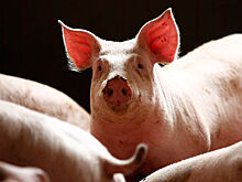 Российской нефтянке подложили свиней