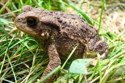 Петербуржцев просят помочь серым жабам перейти дорогу