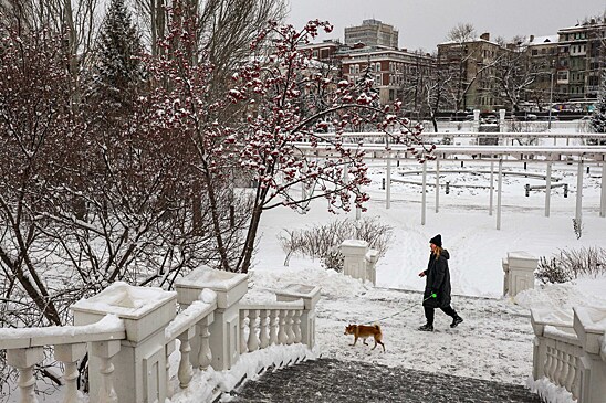 Как правильно подготовить собаку к прогулке по городу