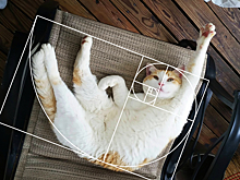 Так ли гармонично золотое сечение?