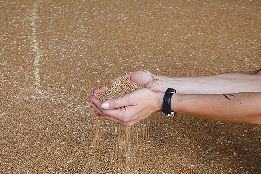 В госфонд РФ закупили более 14 тысяч тонн зерна