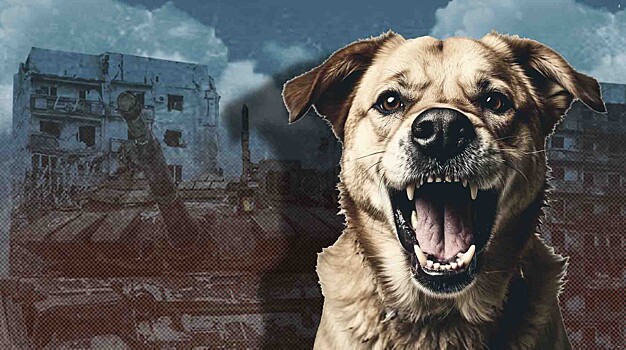 Спасти нельзя отстреливать: как решить проблему нападения бродячих собак-трупоедов в новых регионах РФ