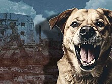 Спасти нельзя отстреливать: как решить проблему нападения бродячих собак-трупоедов в новых регионах РФ